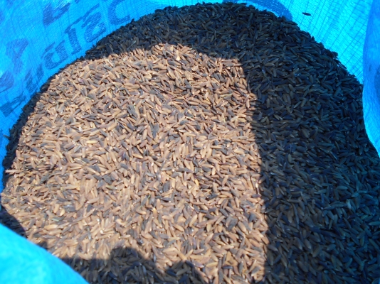 รถเกี่ยวข้าว YANMAR CA85