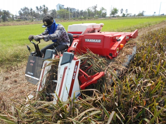 รถเกี่ยวข้าว YANMAR CA85