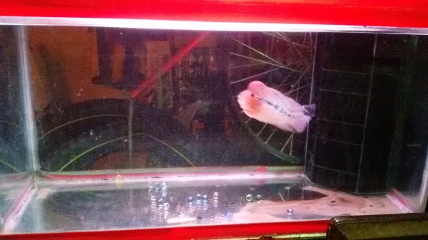 ตู้ปลา 36" แถมปลาหมอสี