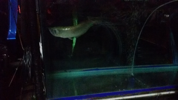 ตู้ปลา 48" แถมปลามังกร