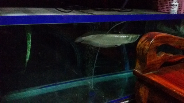 ตู้ปลา 48" แถมปลามังกร