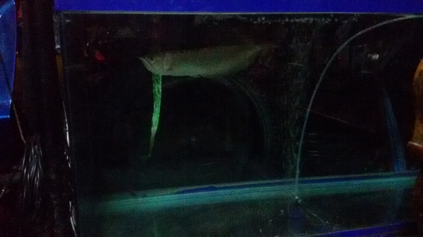 ตู้ปลา 48" แถมปลามังกร