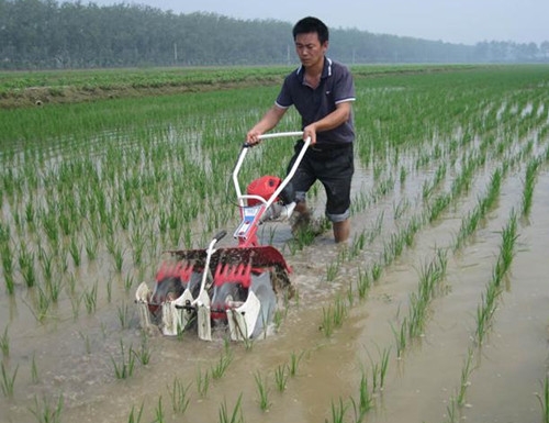 เครื่องกำจัดวัชพืช นาข้าว เครื่องกำจัดวัชพืช นาข้าว