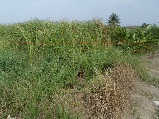 ปิดการขายค่ะ ขอบคุณค่ะ