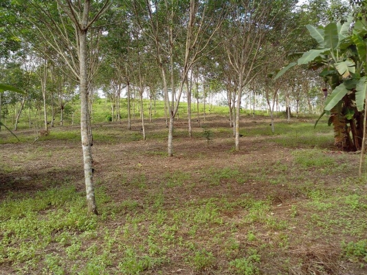 ขายสวนสักทองและสวนยางพารา ทองผาภูมิ กาญจนบุรี