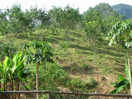 ขายสวนสักทองและสวนยางพารา ทองผาภูมิ กาญจนบุรี