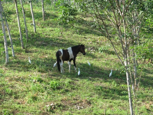 ขายสวนสักทองและสวนยางพารา ทองผาภูมิ กาญจนบุรี