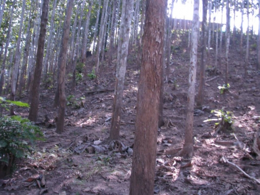 ขายสวนสักทองและสวนยางพารา ทองผาภูมิ กาญจนบุรี