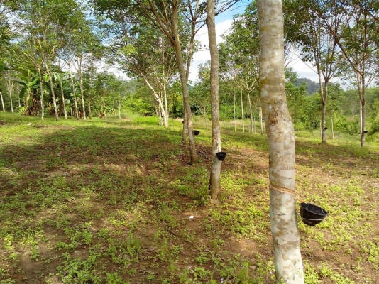 ขายสวนสักทองและสวนยางพารา ทองผาภูมิ กาญจนบุรี