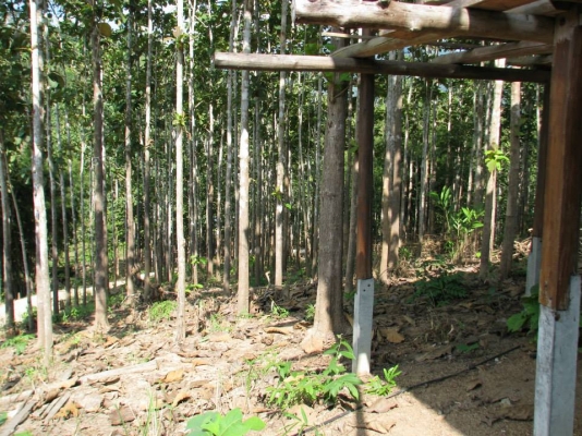 ขายสวนสักทองและสวนยางพารา ทองผาภูมิ กาญจนบุรี