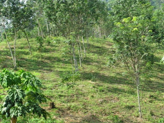 ขายสวนสักทองและสวนยางพารา ทองผาภูมิ กาญจนบุรี