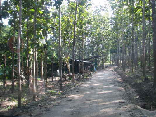 ขายสวนสักทองและสวนยางพารา ทองผาภูมิ กาญจนบุรี