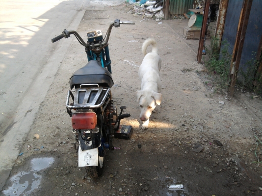 ขายแล้วครับ ส่งไปเพชรบูรณ์แล้วครับ ขอบคุณพี่ สุรชัย ครับที่ใว้ใจครับ