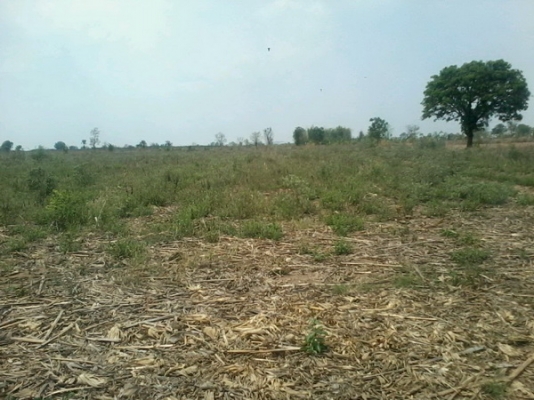 ขายที่ดินติดทางสาธารณะดินดี19-3-74 ไร่ ราคาถูก 140,000 ต่อไร่  อ.สีคิ้ว