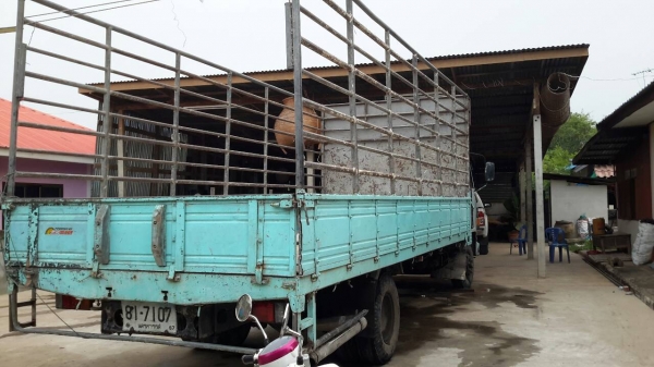 ล๊อคกี้175 ทิฟฟี่ พาวเวอร์  ยาง8.25 ขอบ16  ยาว6.50สภาพพร้อมใช้