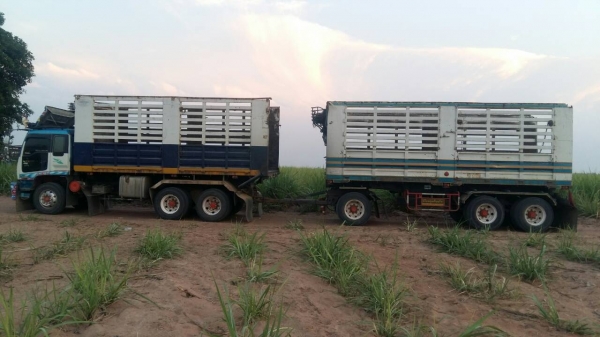 ขายรถพ่วง 22 ล้อ หรือ แม่เดี่ยว กระบะเหล็กคอกเกษตรดั้ม ISUZU 210 วางเครื่อง.320 โบอินเตอร์คูลเลอน์ เกียร์คูลเลอร์ รถสวยมากๆ ราคา.1100000 ต่อรอง สนใจรีบจองด่วน ขายรถพ่วง 22 ล้อ หรือ แม่เดี่ยว กระบะเหล็กคอกเกษตรดั้ม ISUZU 210 วางเครื่อง.320 โบอินเตอร์คูลเลอน์ เกียร์คูลเลอร์ รถสวยมากๆ ราคา.1100000 ต่อรอง สนใจรีบจองด่วน