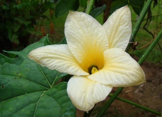 ยี่สิบแรง  ตัวเปล่า ไม่มีอุปกรณ์   สนใจติดต่อมา