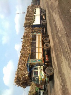 ขายsomo227 แม่ลูกดั้ม