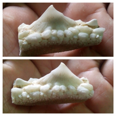 หัวกระเบนท้องน้ำ ทำหัวแหวน สวยๆเลยครับ