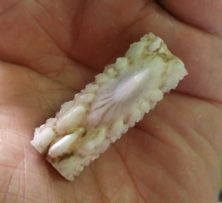 หัวกระเบนท้องน้ำ ทำหัวแหวน สวยๆเลยครับ