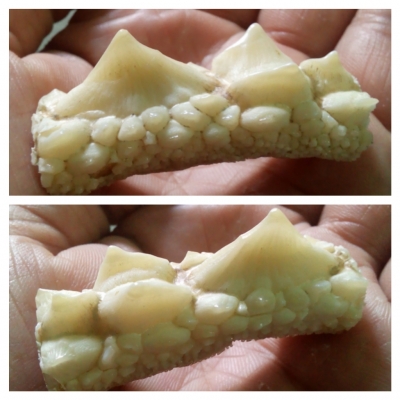 หัวกระเบนท้องน้ำ ทำหัวแหวน สวยๆเลยครับ