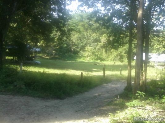 ขายที่ดิน พร้อมบ้านเก่า พุน้ำร้อน ค่านทวาย กาญจนบุ่รึ