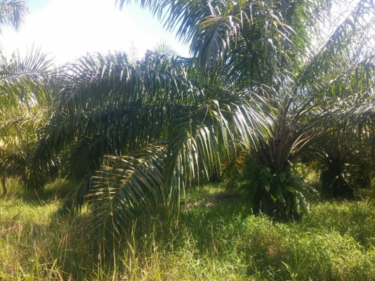 ขออนุญาติขายสวนปาล์มที่ดินภบท.5 อ. ภูเรือ เลย