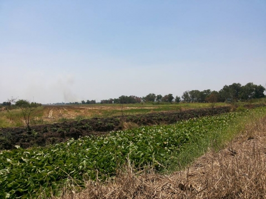 ขายด่วนที่ดิน 75 ไร่ น่าทำโรงงาน คลังสินค้า ขายด่วนที่ดิน 75 ไร่ น่าทำโรงงาน คลังสินค้า