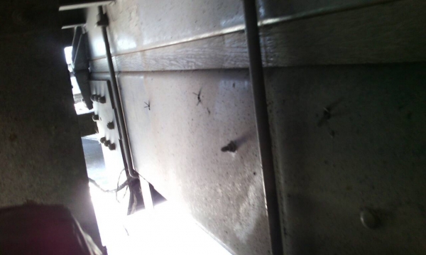 รถอีซูซุ 10 ล้อ ( หลังถนน. ) FVM 270 แรงม้า. ปี 44 - 45 ( ขายแม่ , ลูก  / มีขาย 2 พ่วง. )   สนใจติดต่อ 081 - 6079515