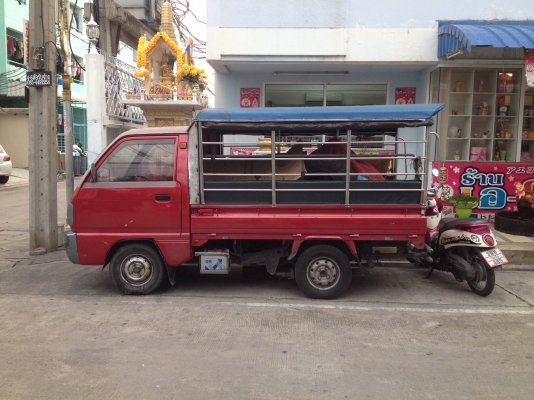 ขาย กะป้อทะเบียนแท้ 73,000 บาท ขาย กะป้อทะเบียนแท้ 73,000 บาท