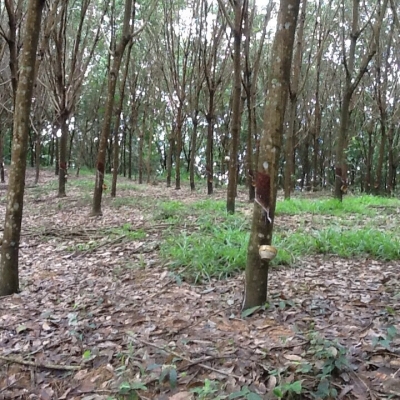 ขายที่ดินสวนยางพารา