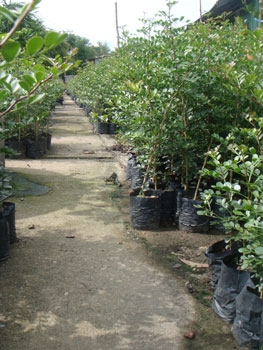 สวนเกษตรเชื่อมสัมพันธ์ คลอง 11 ถนนรังสิต-นครนายก ขายต้นมะนาวแป้นพวง, แป้นพิจิตร บนต้นตอมะขวิด, ต้นมะขวิดสำหรับเสียบยอดส้ม, สัมพันธุ์ต่าง ๆ