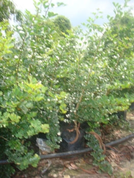 สวนเกษตรเชื่อมสัมพันธ์ คลอง 11 ถนนรังสิต-นครนายก ขายต้นมะนาวแป้นพวง, แป้นพิจิตร บนต้นตอมะขวิด, ต้นมะขวิดสำหรับเสียบยอดส้ม, สัมพันธุ์ต่าง ๆ