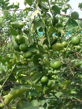 สวนเกษตรเชื่อมสัมพันธ์ คลอง 11 ถนนรังสิต-นครนายก ขายต้นมะนาวแป้นพวง, แป้นพิจิตร บนต้นตอมะขวิด, ต้นมะขวิดสำหรับเสียบยอดส้ม, สัมพันธุ์ต่าง ๆ