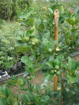 สวนเกษตรเชื่อมสัมพันธ์ คลอง 11 ถนนรังสิต-นครนายก ขายต้นมะนาวแป้นพวง, แป้นพิจิตร บนต้นตอมะขวิด, ต้นมะขวิดสำหรับเสียบยอดส้ม, สัมพันธุ์ต่าง ๆ