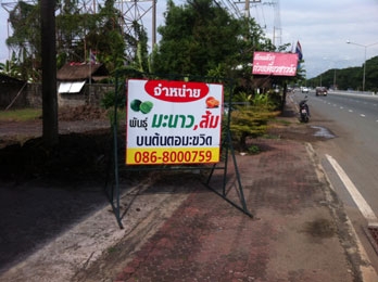 สวนเกษตรเชื่อมสัมพันธ์ คลอง 11 ถนนรังสิต-นครนายก ขายต้นมะนาวแป้นพวง, แป้นพิจิตร บนต้นตอมะขวิด, ต้นมะขวิดสำหรับเสียบยอดส้ม, สัมพันธุ์ต่าง ๆ