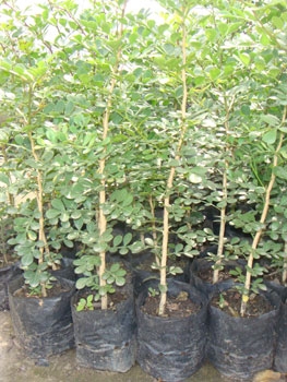 สวนเกษตรเชื่อมสัมพันธ์ คลอง 11 ถนนรังสิต-นครนายก ขายต้นมะนาวแป้นพวง, แป้นพิจิตร บนต้นตอมะขวิด, ต้นมะขวิดสำหรับเสียบยอดส้ม, สัมพันธุ์ต่าง ๆ