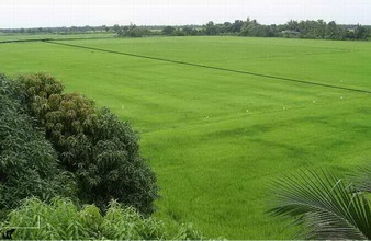 ขายที่นา ติดถนนใหญ่สายเอเซียกำแพงเพชร 74 ไร่