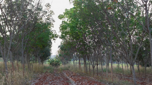 ขอขายนอกเรื่องครับ....ที่ดินพร้อมทำกิน กรีต ตุลาคมนี้