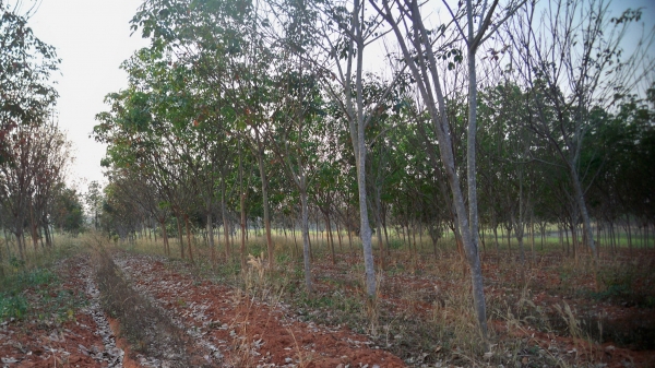 ขอขายนอกเรื่องครับ....ที่ดินพร้อมทำกิน กรีต ตุลาคมนี้