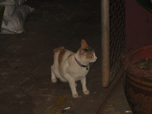 ยกเลิกครับ ยกเลิกครับ