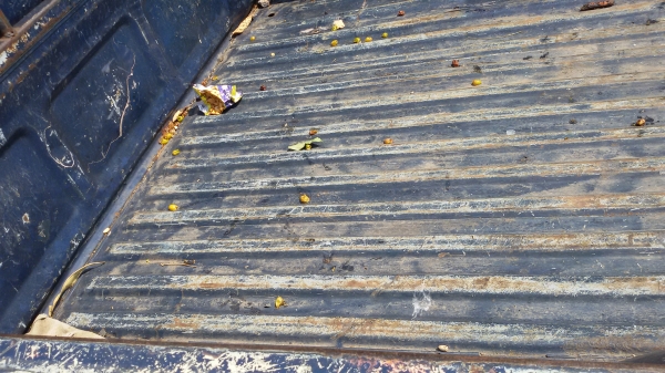 ไมตี้ตัวแกร่งรถหากินครับ ไมตี้ตัวแกร่งรถหากินครับ