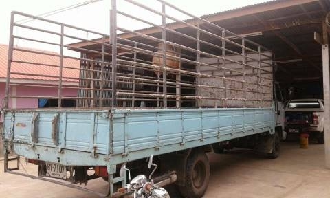 หกล้อ อีซูซุ ร็อค FRR 175แรง สภาพดีพร้อมใช้งาน ยาว6.50ม ทะเบียนพร้อม