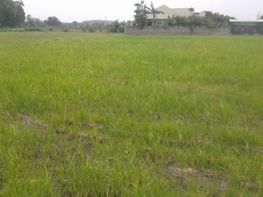 ที่ดินสวยทำเลดี