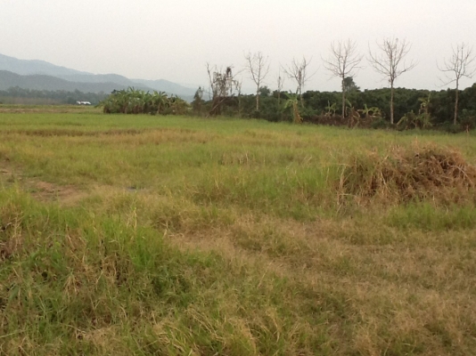 ขายที่ดินติดคลองชลประทาน