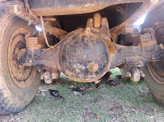 ขายดั้ม2เพลา MITSUBISHI FN527M-A เครื่อง6D16 พ.เพาเวอร์ เบรกทิฟฟี่ ภายในสวย แอร์เย็น เครื่องดี แคชซีสวย สภาพพร้อมใช้งาน เอกสารพร้อมโอน สนใจโทร 090-8588220คุณนะ 093-3258446คุณบิว ID:narong498 หรือ www.truck.in.th/498 หรือเพจFacebook ณรงค์ ซื้อขายรถมือสอง ( ขายดั้ม2เพลา MITSUBISHI FN527M-A เครื่อง6D16 พ.เพาเวอร์ เบรกทิฟฟี่ ภายในสวย แอร์เย็น เครื่องดี แคชซีสวย สภาพพร้อมใช้งาน เอกสารพร้อมโอน สนใจโทร 090-8588220คุณนะ 093-3258446คุณบิว ID:narong498 หรือ www.truck.in.th/498 หรือเพจFacebook ณรงค์ ซื้อขายรถมือสอง (