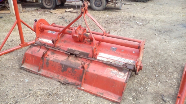 โล180เซนตราช้างไม่ทำสีไม่ย้อมแมวเผยให้เห็นถึงแก่นแท้