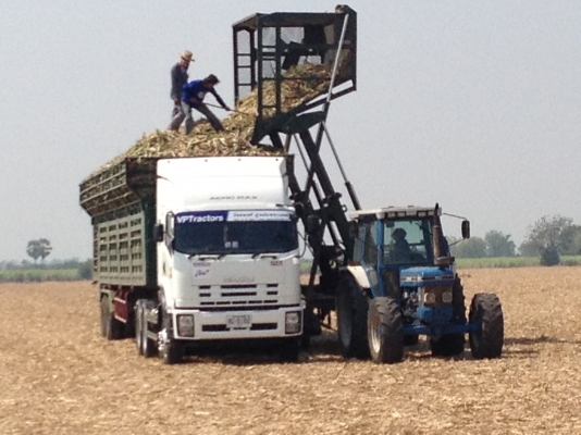 กระเช้าดั้มอ้อย กระเช้าดั้มอ้อย