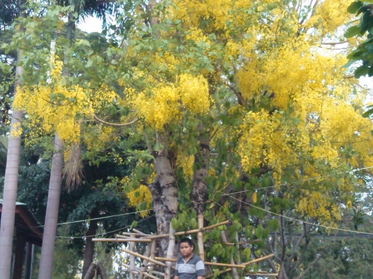 หกล้อ อีซูซุ KSดั้ม115แรง-4-BD-1ฝากดำ สภาพดีช่วงล่างใหญ่ท้าย F พร้อมใช้งาน เล่มทะเบียน ภาษีเต็ม พร้อมโอน ราคา285000บ ต่อรองได้ ครับ