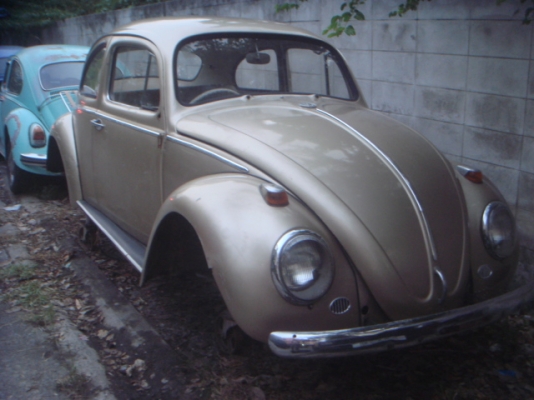 ขออนุญาตขายกระดองเต่าทองตาหวานปีเก่าเสาใหญ่